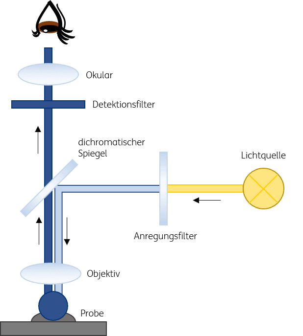 Figure 1: Working principle of a fluorescence microscope