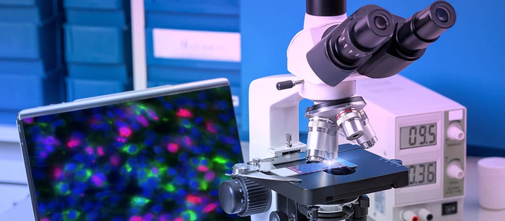 Unveiling the invisible: A short journey into fluorescence microscopy